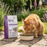 Karma odkłaczająca dla kota, Brut gastrointestinal high fibre, sucha 2kg