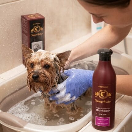 Champ richer szampon dla psów rasy york