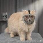 Kaganiec dla ras brachycefalicznych (S, M, L, XL) – Dla psa i kota | Oddychająca siatka dla mopsa, buldoga i persa - obrazek 3
