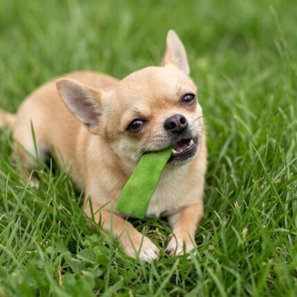 Dentidog - paski do czyszczenia zębów dla psa rasy małej