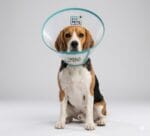 Przezroczysty kołnierz pooperacyjny Fit4Pets z niebieskim miękkim obszyciem krawędzi i szerokim zapięciem na rzep ułatwiającym regulację.