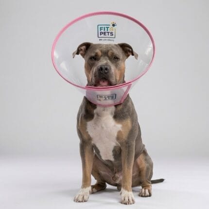 rzezroczysty kołnierz pooperacyjny Fit4Pets z różowym miękkim obszyciem krawędzi i szerokim zapięciem na rzep ułatwiającym regulację.