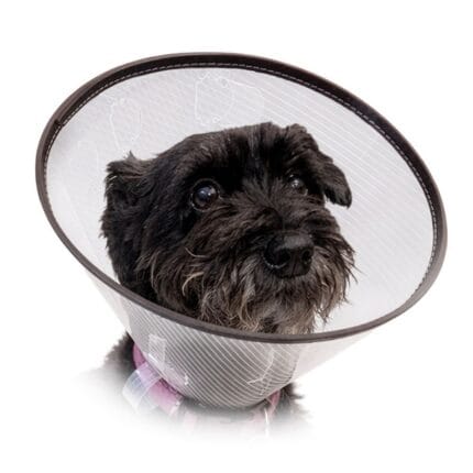 Przezroczysty kołnierz ochronny typu CLICK dla zwierząt z widocznym granatowym/czarnym miękkim obszyciem na krawędziach wewnętrznych i zewnętrznych.