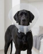 kołnierz ochronny dla zwierząt paskowy