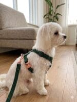 szelki dla psa zielone regulowane wygodne szelki spacerowe dla małego psa