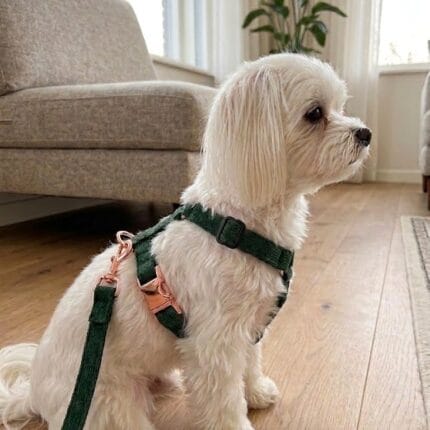 szelki dla psa zielone regulowane wygodne szelki spacerowe dla małego psa