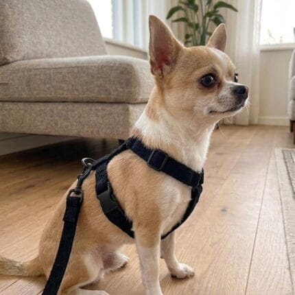 szelki dla psa czarne regulowane wygodne szelki spacerowe dla małego psa